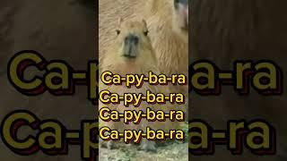 Nào all cùng hát " Capybara"#capybara #funny #viralvideo