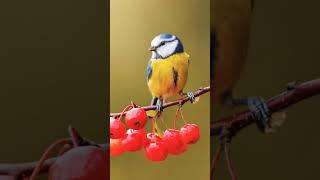 Wildlife cinematic video / Nature wildlife Cinematic video shoot / Wildlife video editing #shorts