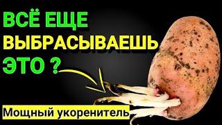 Мощнейший СТИМУЛЯТОР РОСТА для корней! УКОРЕНИТСЯ даже палка! Почему я не знала ЭТОГО раньше!