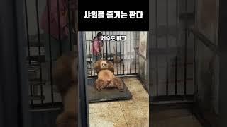 샤워를 즐기는 갈색 판다 치짜이
