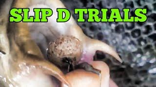 THE SLIP D TRIALS! MY NEW GO TO RIG | CARP FISHING 2024