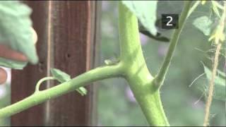 How To Prune Tomatoes