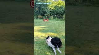 Catchball game #dogshorts #earlymorning #morningglow #morninggame #morninggymnastics #dog