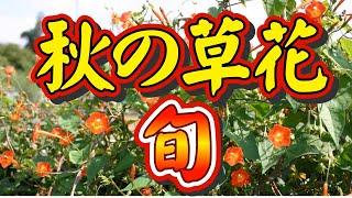 【今が旬！秋の草花】最近良く見かける花を中心に解説しました。特に「マルバルコウ」はすごい勢いで増えています。似た花についても、何種類かあるので解説しました。雑草という草も、名もない花もありません。