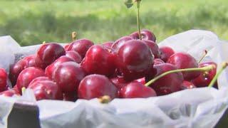 Cherry picking season is underway in Door County, Wisconsin