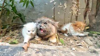 Angry Mother cat protects her Kittens and doesn't let anyone approach them