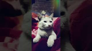 my cat nobi #song #music #love #arijitsingh #bollywood