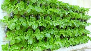 Amazing vegetable garden on the wall, great idea for someone who doesn't have a garden