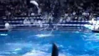 EPSON SHINAGAWA AQUA STADIUM - DolphinPool - "Dolphin show"