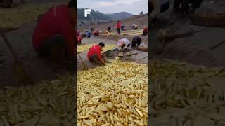 This is the deepest gold mine in the world🪙#goldmines #shorts