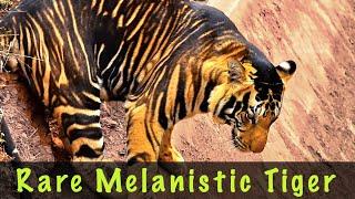 Rare Black Tiger of Nandankanan Zoo | And Other Big Cats | White Tiger | Bengal Tiger | Lion