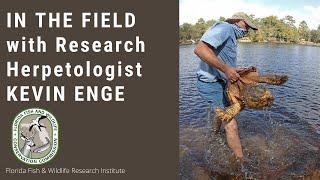 In The Field with FWRI Research Herpetologist Kevin Enge