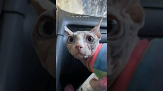 I took my cat through the car wash  #shorts #pets #sphynx #hairlesscat #vlog