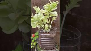 Brilliant idea Turn Plastic Bottles into Beautiful Planters #shortsviral