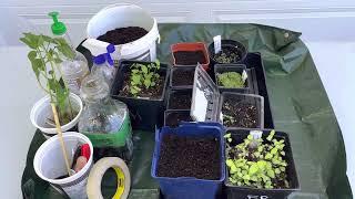 Introduction to transplanting and repotting seedlings