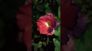 Adenium#shorts #short #trending #viral #ytshorts #adenium #flowers #garden #natureworld1616 #flower