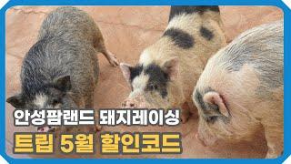 트립닷컴 5월 할인코드 안성팜랜드 돼지레이싱