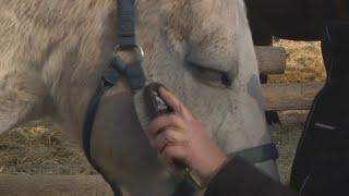 Local horse ranch using equine therapy for veterans