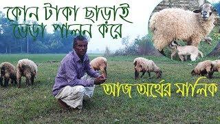 Sheep farming BD | Vera palon kore sabolombi