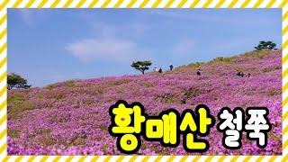 진분홍 산상화원 합천 황매산 서두르세요