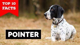 Pointer Dog - Top 10 Facts