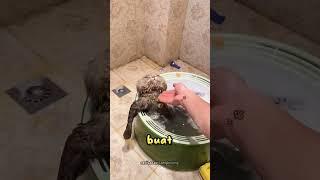 Cara Alami Menghilangkan Kutu Kucing #short  #kucing #kucinglucu #videoshorts