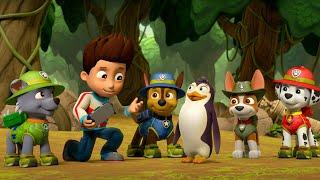 PAW Patrol - Lost in the Wild | WildBrain Toons | Cartoons for Kids