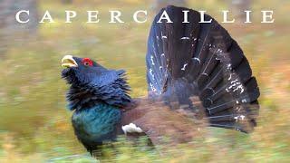 Bird sounds. Western Capercaillie displaying and singing in spring forest