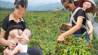 A poor single mother and her daughter harvest chili peppers to sell at the market | Nhì Free life