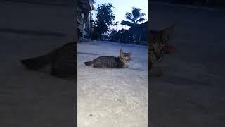 Hello Bless #Cats #Kitten's #highlights #asmr #shortvideo