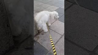 아무거나 주워먹는 춘밤이...(A dog that eats anything)