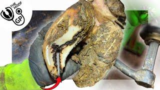 HUGE OPEN CRACK in a cow's hoof!