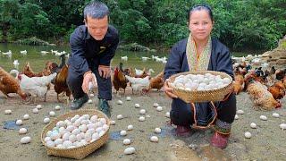 Dwarf Family Harvesting Chicken Eggs & bake eggs in bamboo tube Garden renovation | harvesting joy