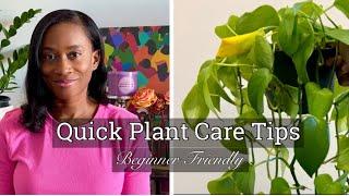 Beginner Friendly Plant Care Tips I Water, Lighting, Pruning I JerseyWifeJerseyLife