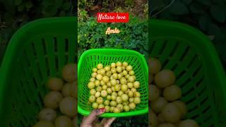 Amla(Indian gooseberry) harvesting in my  garden #gardenfruit #pragnyagarden #naturelove #shortviral