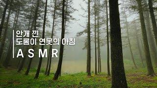 안개 낀 숲 속 도롱이연못의 아침 ASMRㅣ백색소음ㅣ힐링ㅣ자연의 소리