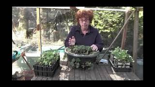 How to Grow Strawberries in Containers and Hanging Baskets