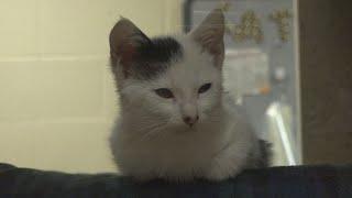 Front Street Animal Shelter offering free adoptions | Need to know