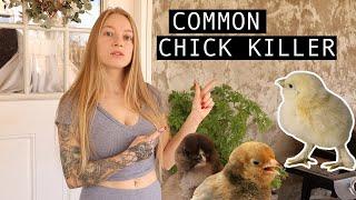 Biggest Killer of Baby Chicks and How to Prevent It