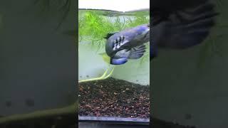 Blue Pulchra Monster 25cm  #shorts #youtubeshorts #channa #blue #yellow #bluepulchra #ikan