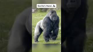 Animals That Are Bigger Than You Think  #shorts #fypシ #foryou #xyzbca #animals #eagles #gorilla