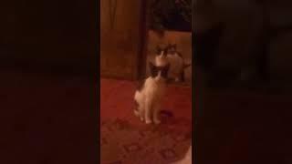 three cats  do the same thing at the same time 