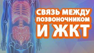 Какая связь между здоровьем позвоночника и ЖКТ //  #zdravclinic #жкт  #клиниказдравствуй