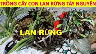 09# TRỒNG LAN RỪNG TÂY NGUYÊN TỪ CÂY CON