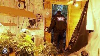 Cannabis factory found hidden in woodland shack