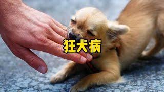 狂犬病为什么这么厉害？有没有救活的？~搞笑又不乏真实的带你看世界