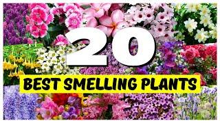 Top 20 BEST Smelling Plants for Your Outdoor Spaces! 