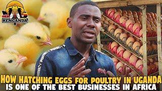 How Hatching Eggs For Poultry in Uganda Is One Of The BEST Businesses in Africa (Nangabo Hatchery)