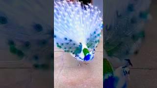 Peacock Dance  #shorts #viral #peacock #shortsvideo #peaceful #peacefulmusic #shortvideos