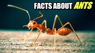 Ant Facts: OVER 10,000 SPECIES  Animal Fact Files